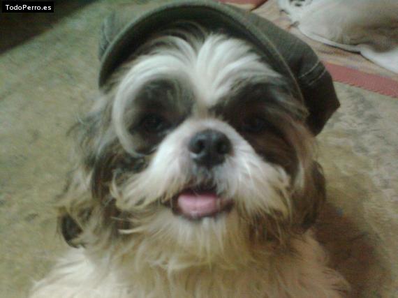 La foto del perro