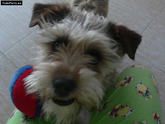 La foto del perro