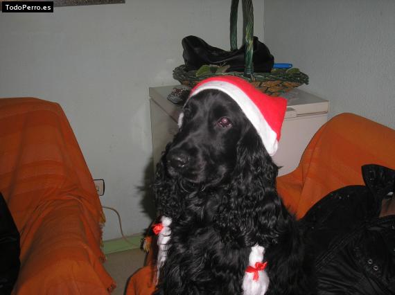 La foto del perro