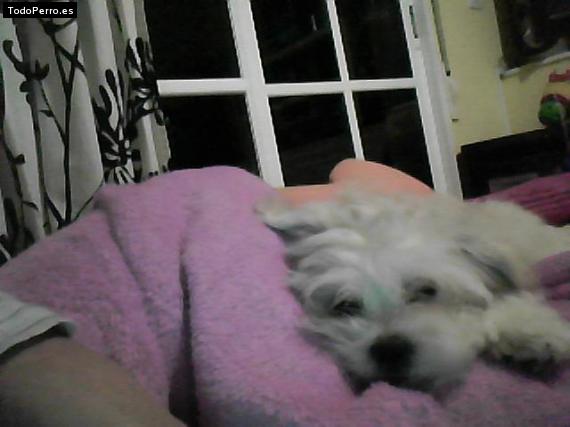 La foto del perro