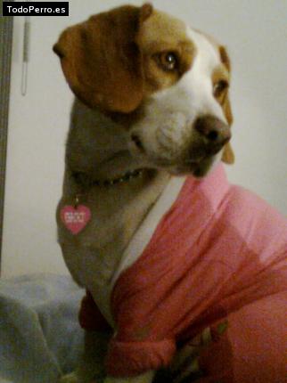 La foto del perro