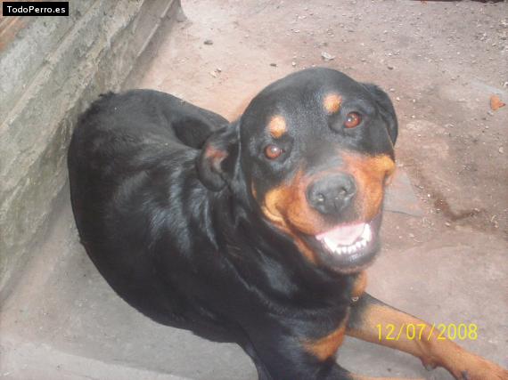 La foto del perro