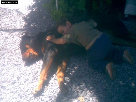 La foto del perro