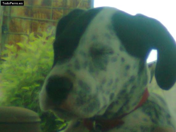 La foto del perro