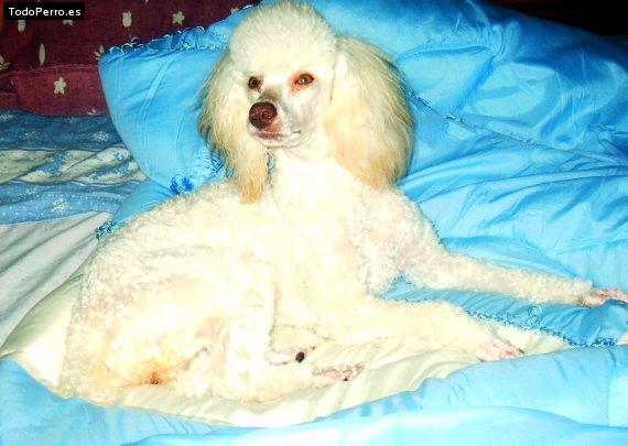 Foto del perro Martina