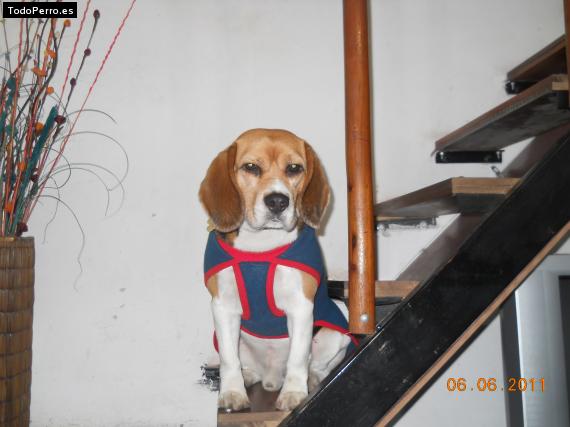 La foto del perro