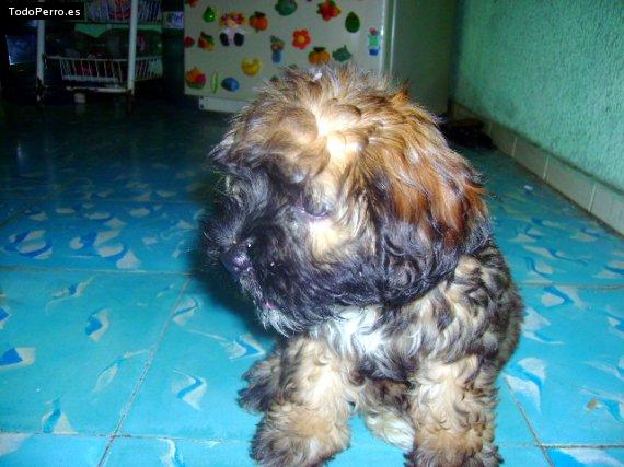 Foto del perro Mayi