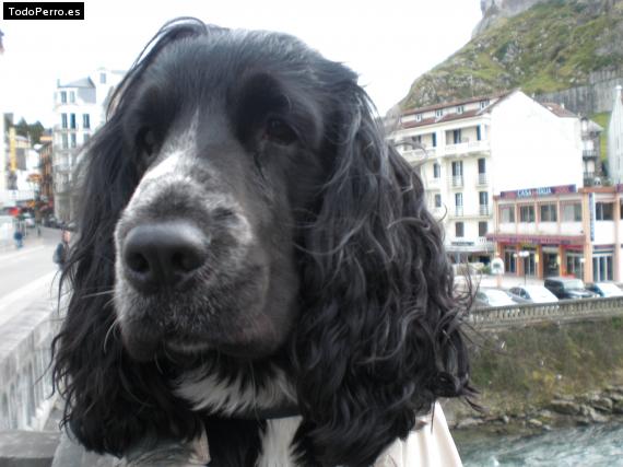 La foto del perro