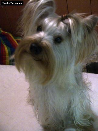 La foto del perro
