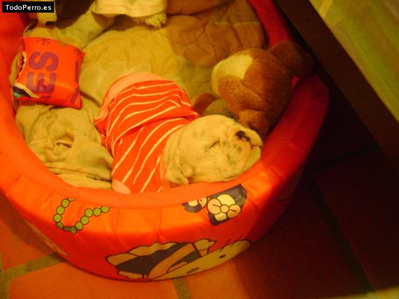 La foto del perro