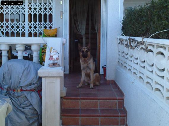 La foto del perro