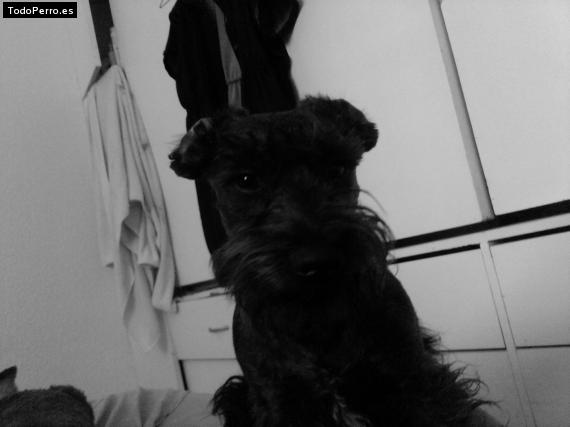 La foto del perro