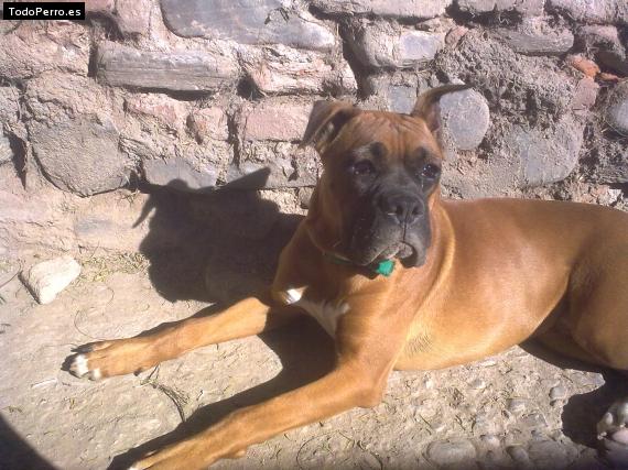 La foto del perro