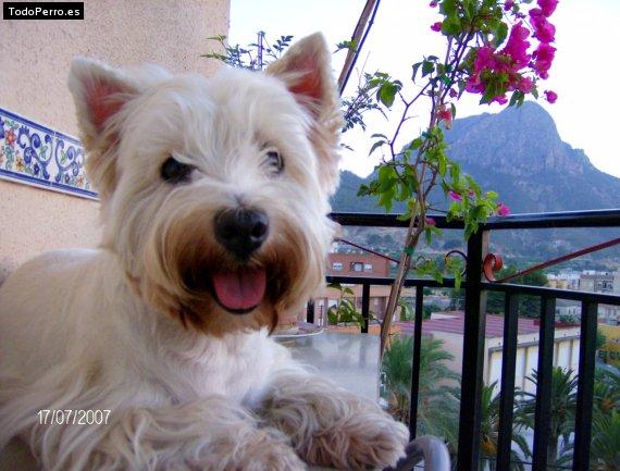 La foto del perro