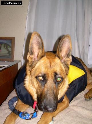 La foto del perro