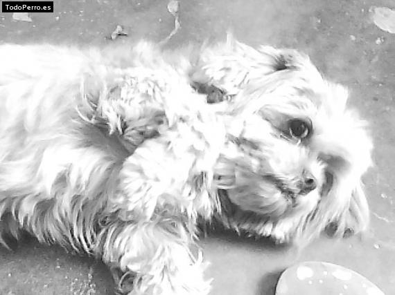 La foto del perro
