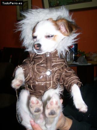 La foto del perro