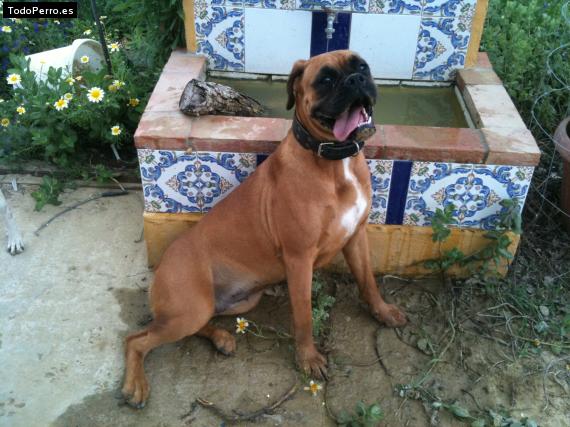 La foto del perro