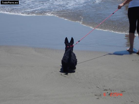 La foto del perro
