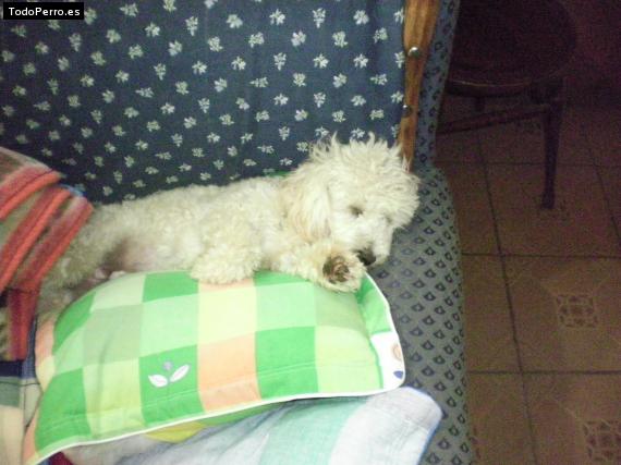 La foto del perro