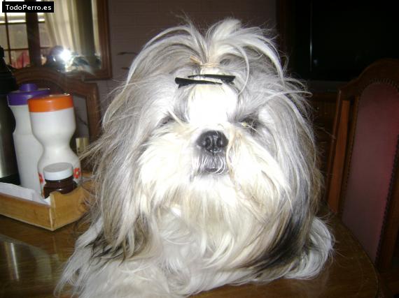 La foto del perro