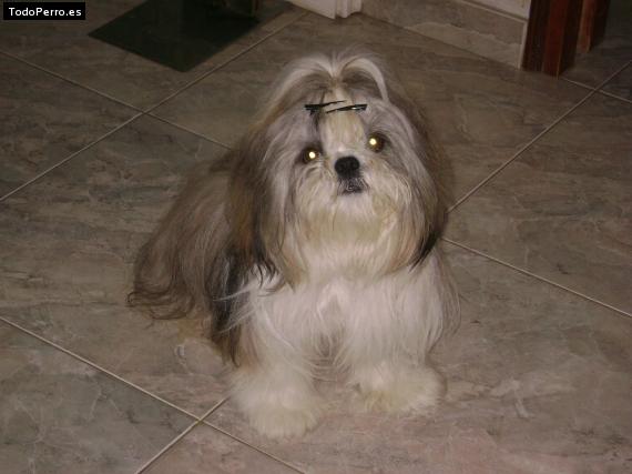 La foto del perro