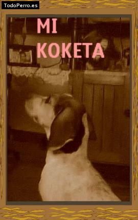 La foto del perro