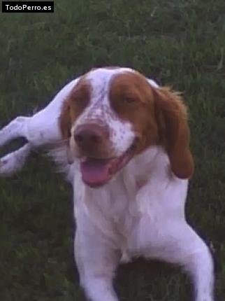Foto del perro Arie