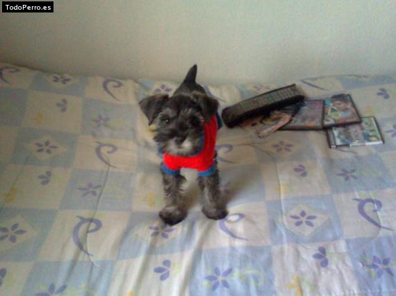 La foto del perro