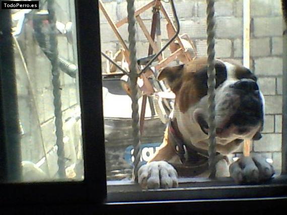La foto del perro