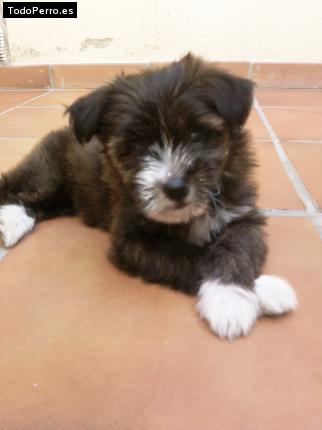 Foto del perro Kira