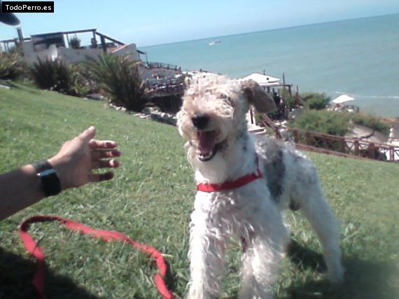 La foto del perro