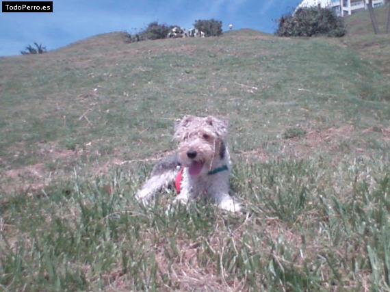 La foto del perro