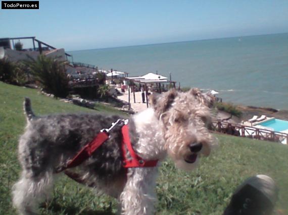 La foto del perro