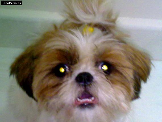La foto del perro