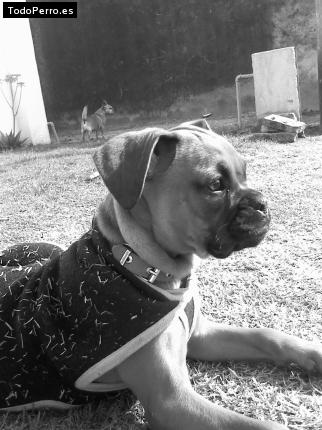 La foto del perro