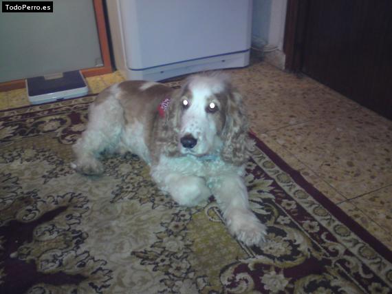 La foto del perro