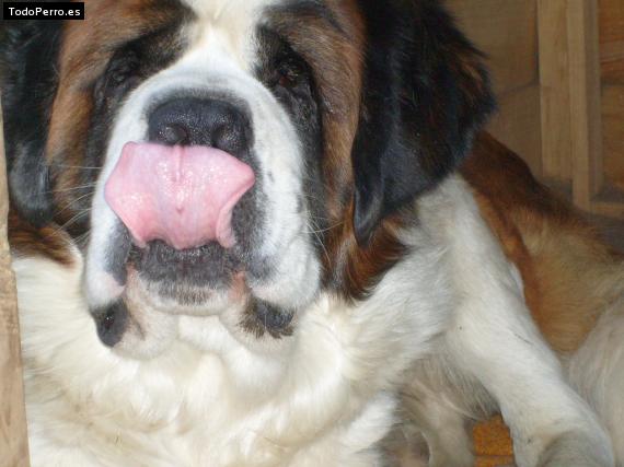 La foto del perro
