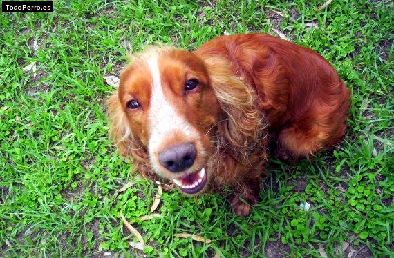 La foto del perro
