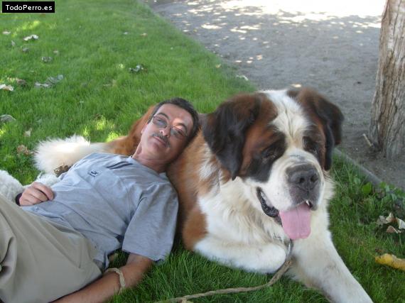 La foto del perro