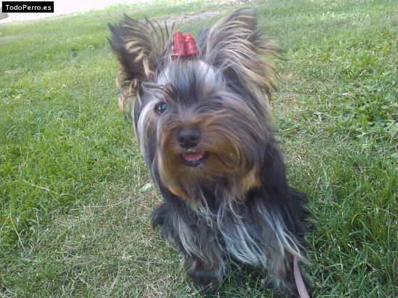 La foto del perro
