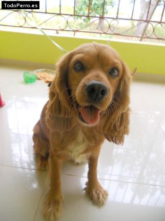 La foto del perro
