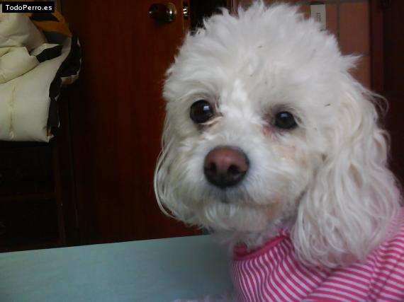 La foto del perro