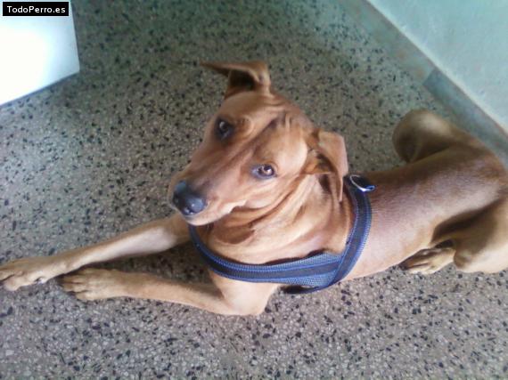 La foto del perro