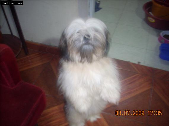 La foto del perro