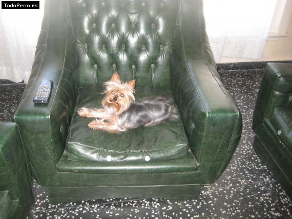 La foto del perro