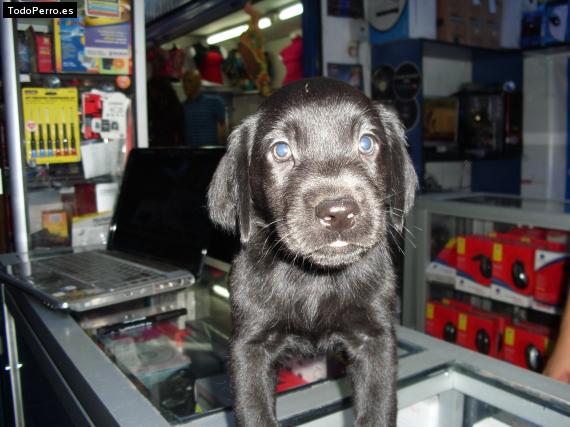 La foto del perro
