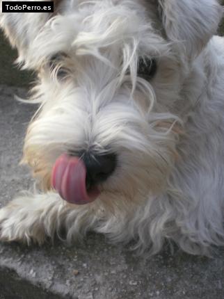 La foto del perro