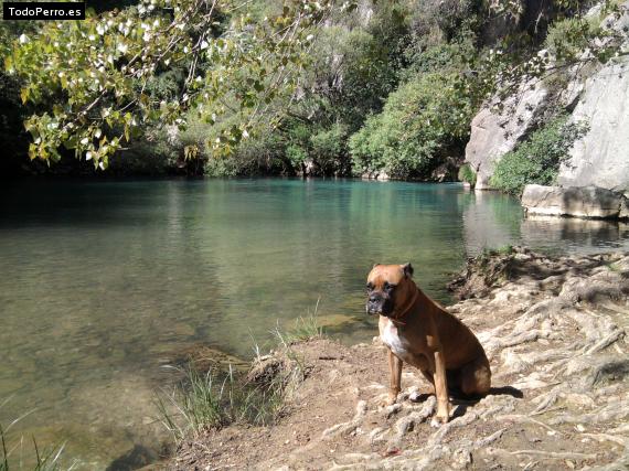La foto del perro
