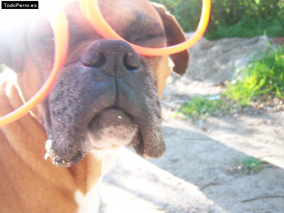 La foto del perro
